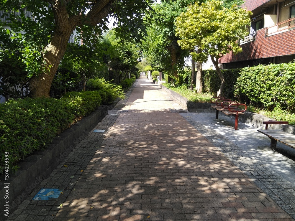 Obraz premium 緑道での散歩