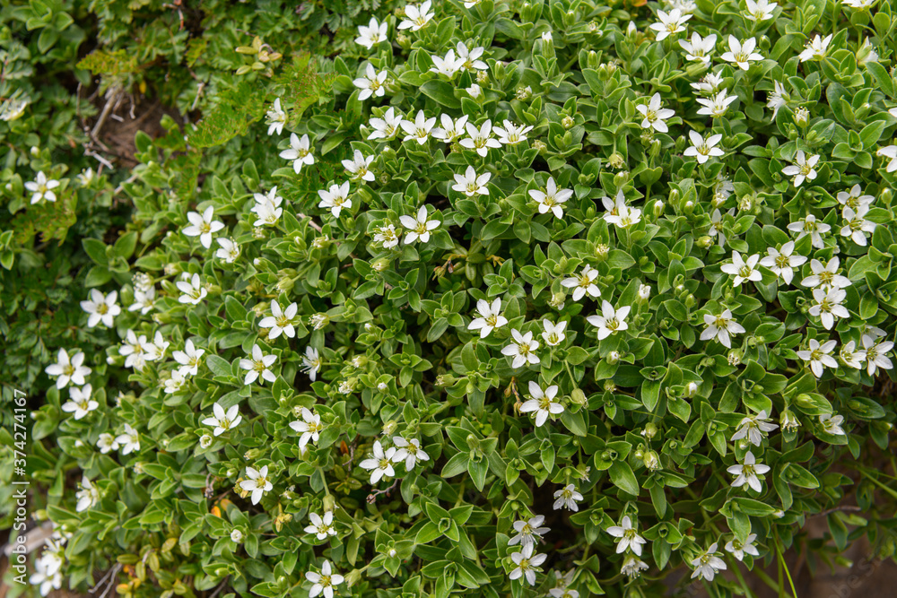 鳥海山の高山植物（チョウカイフスマ）