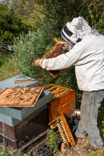 Le travail des abeilles pour la production du miel
