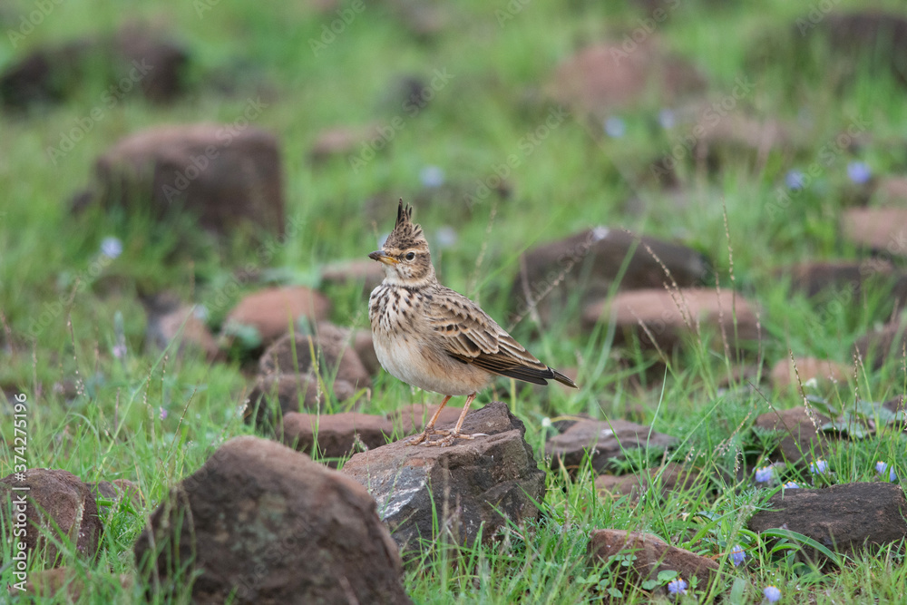 Crested Lark, Galerida cristata on rock, Larks, Location, Saswad, Maharashtra Crested Lark, Galerida cristata on rock, Larks, Location, Saswad, Maharashtra