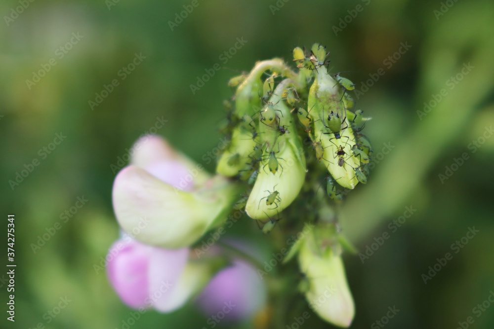 Green aphids on sweet pea branch in the garden. Lathyrus odoratus damaged by insect
Green aphids on sweet pea branch in the garden. Lathyrus odoratus damaged by insect