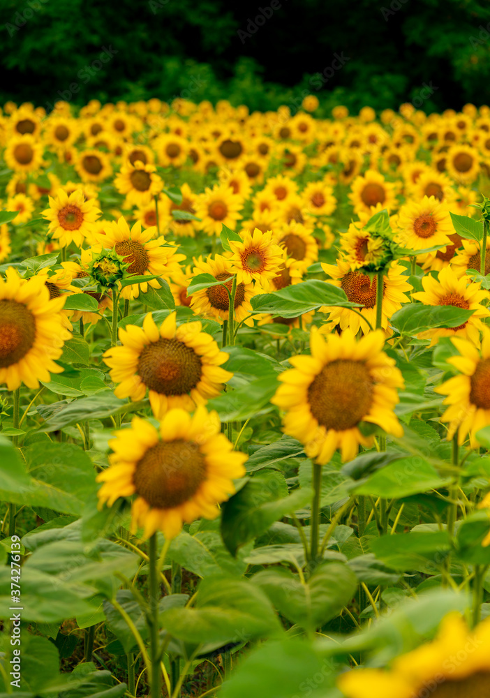 Fototapeta premium Sunflowers blooming in the field