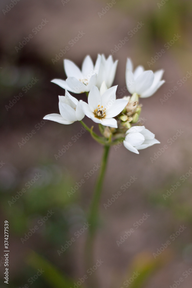 Obraz premium Chinkerinchee Bulb Plant Flower 