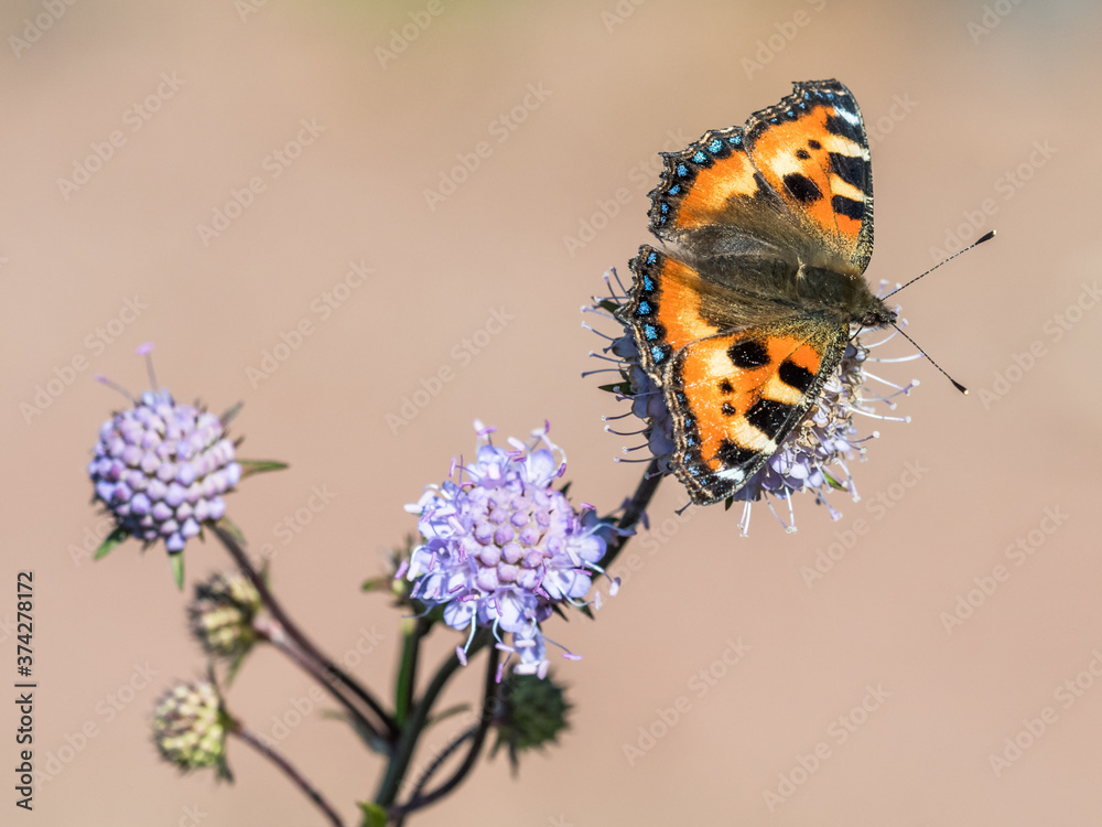 Obraz premium Nettle butterfly