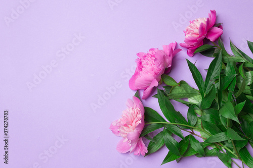 bouquet of white peony on purple colored paper backgroud with copy space