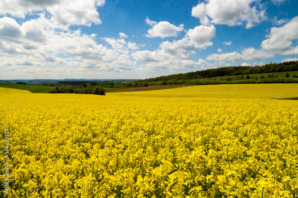 blooming canola field blue sky some clouds blooming canola field blue sky some clouds