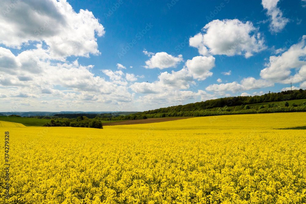 blooming canola field blue sky some clouds
