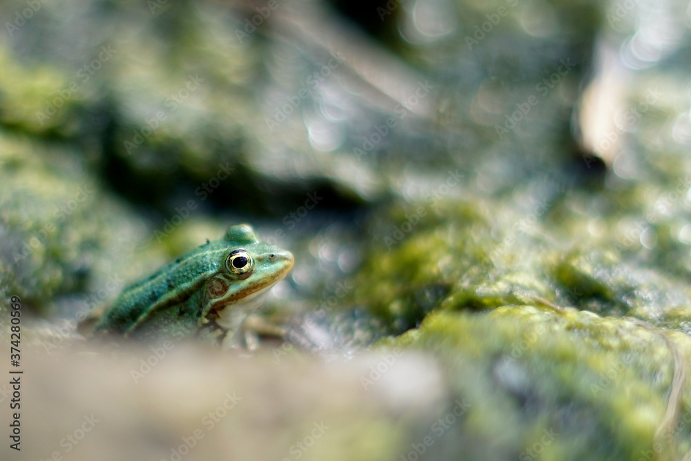 marsh frog (Pelophylax ridibundus) on algae at the lake shore marsh frog (Pelophylax ridibundus) on algae at the lake shore