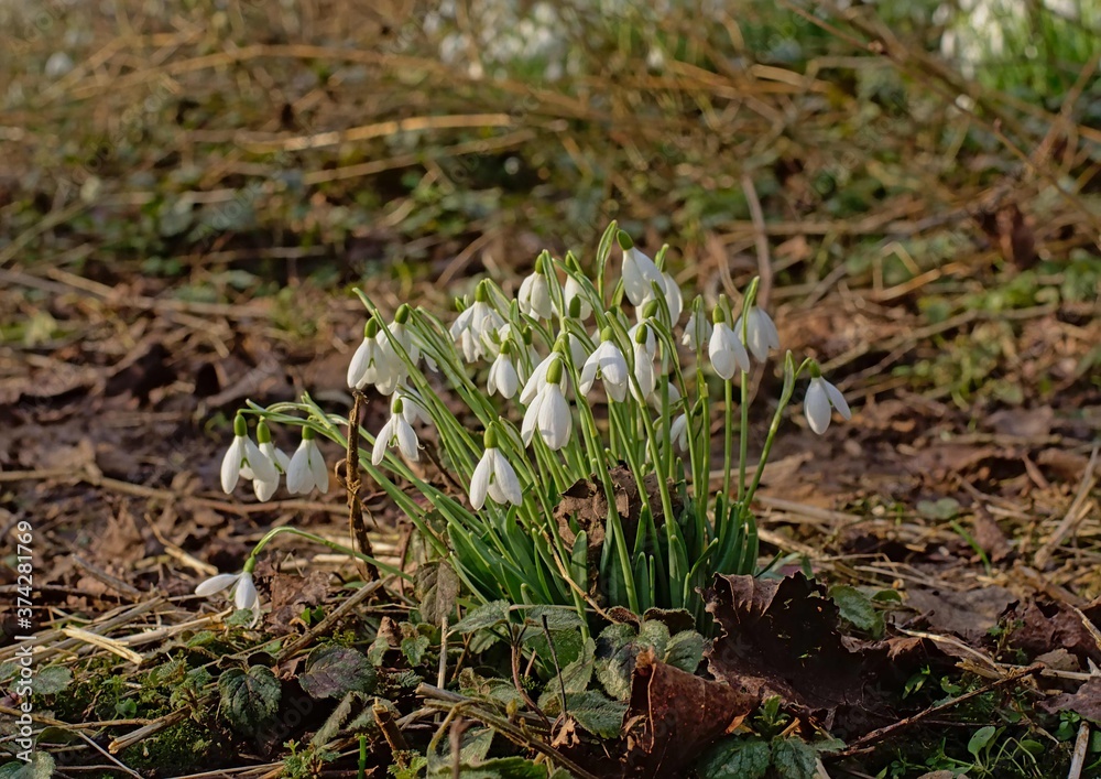 Snowdrops growing on the forest floor Snowdrops growing on the forest floor