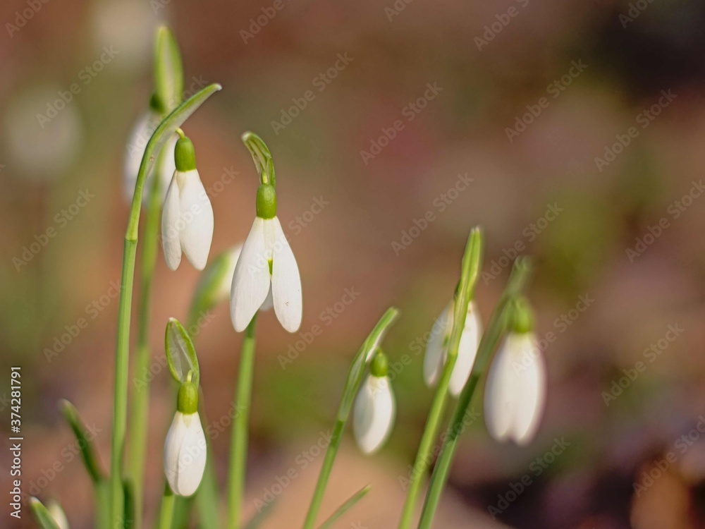 Close up of snowdrops growing on the forest floor, selective focus - galanthus Close up of snowdrops growing on the forest floor, selective focus - galanthus