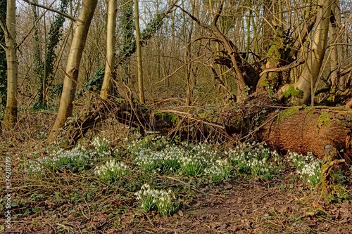  Winter forest wilderness in Bourgoyen natue reserve in Ghent, Belgium, with snowdrops flowering on the forest floor