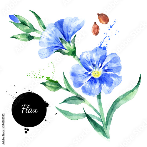 Watercolor hand drawn flax flower illustration. Vector painted sketch superfood isolated on white background