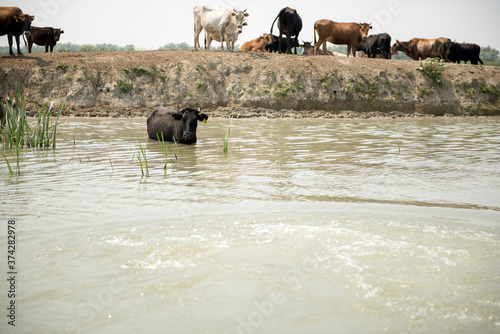 Cows through water on a channel in Danube Delta, Romania, in a summer sunny day