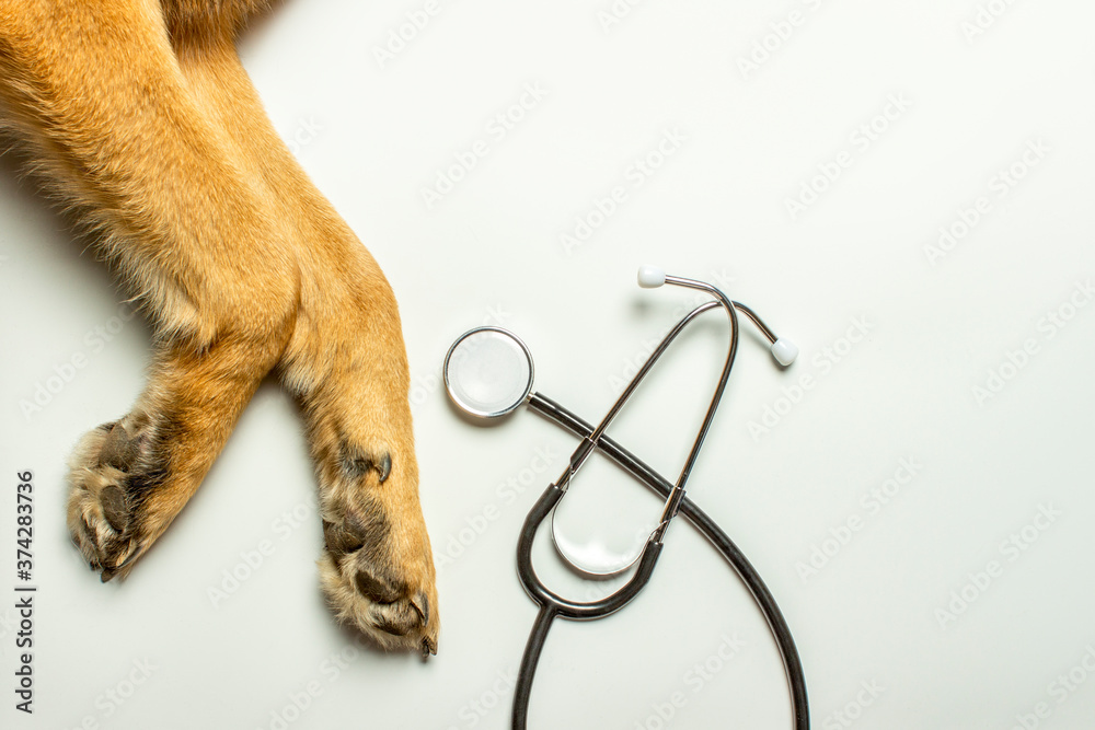Dog paws and doctor's stethoscope on a light background. Concept veterinary  clinic, shelter, veterinarian, animal assistance. Banner. Flat lay, top  view Stock Photo | Adobe Stock