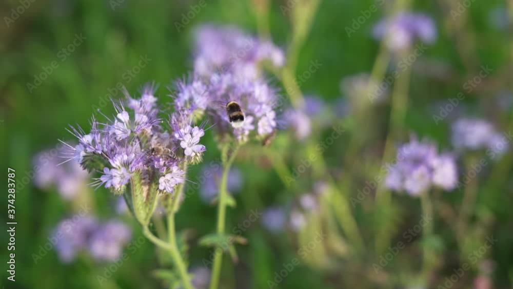 Bumblebee and bee on flowers, Scorpionweed (Phacelia tanacetifolia) in summer in germany Bumblebee and bee on flowers, Scorpionweed (Phacelia tanacetifolia) in summer in germany