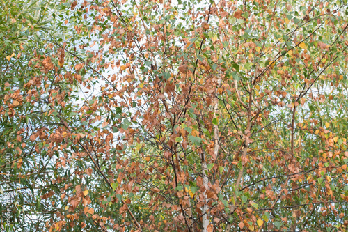 Autumn background of dry multicolored leaves on a birch tree
