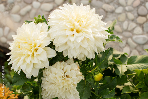 Dahlia. white large summer flower in the garden. gardening