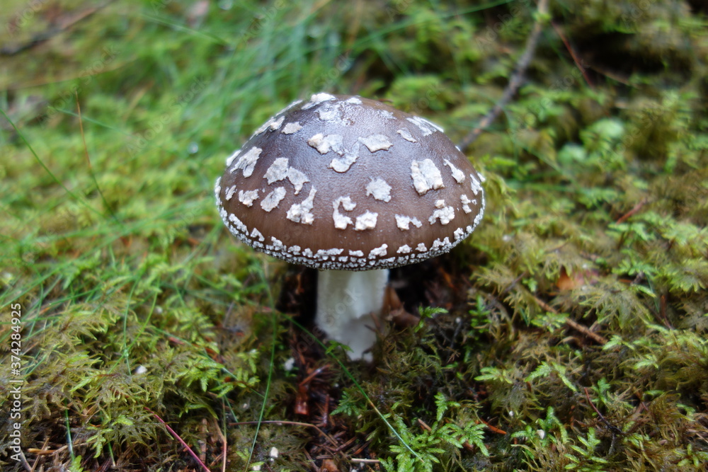 Obraz premium Panther mushroom in the forest