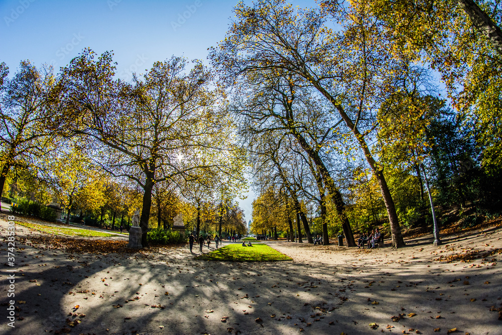 Fototapeta premium autumn in the forest