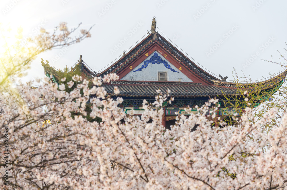 Cherry blossoms in full bloom in Wuhan East Lake Sakura Garden in warm spring Cherry blossoms in full bloom in Wuhan East Lake Sakura Garden in warm spring