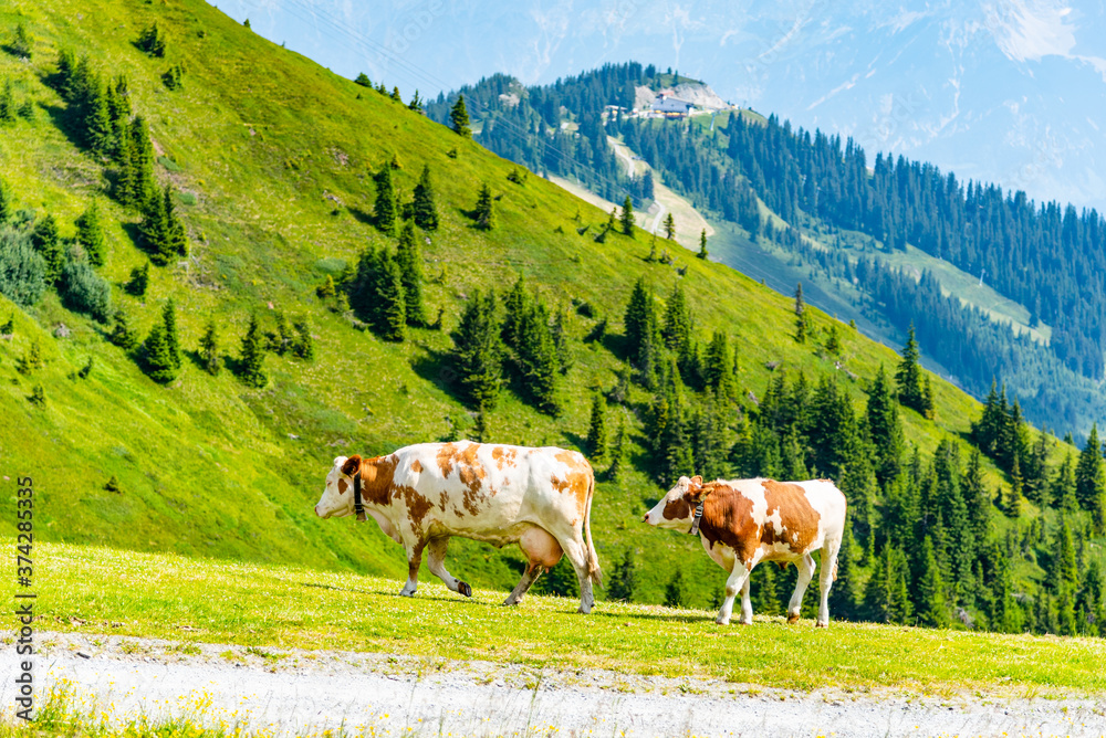 Cows grazing on lush green alpine meadows. Austrian Alps, Austria