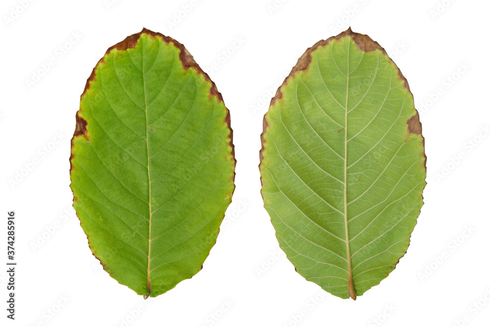 Fototapeta premium The withered leaves isolated on a white background.