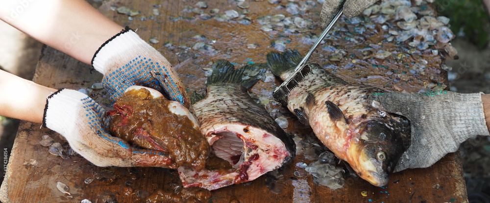 Obraz premium The process of cleaning fish from scales in the fresh air in the country. Large river crucian carp.