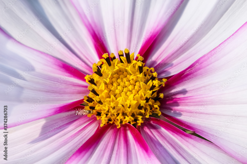 Macro mexican aster or pink cosmos flowers head close up Macro mexican aster or pink cosmos flowers head close up