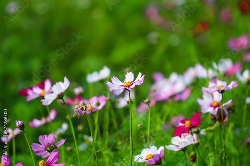 Mexican aster field or pink cosmos flowers in garden background