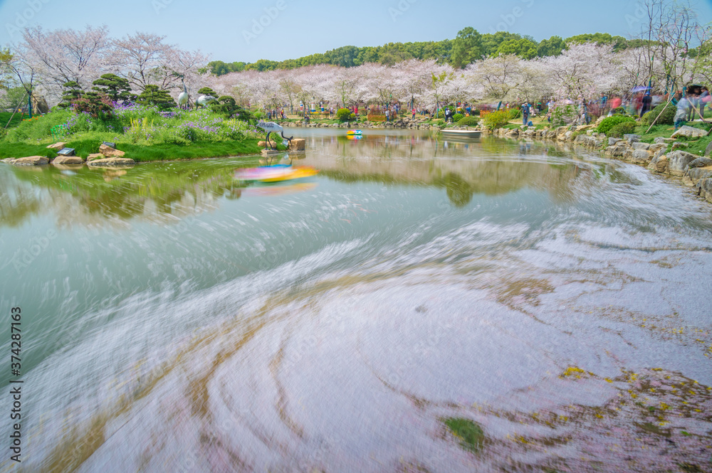 Cherry blossoms in full bloom in Wuhan East Lake Sakura Garden in warm spring