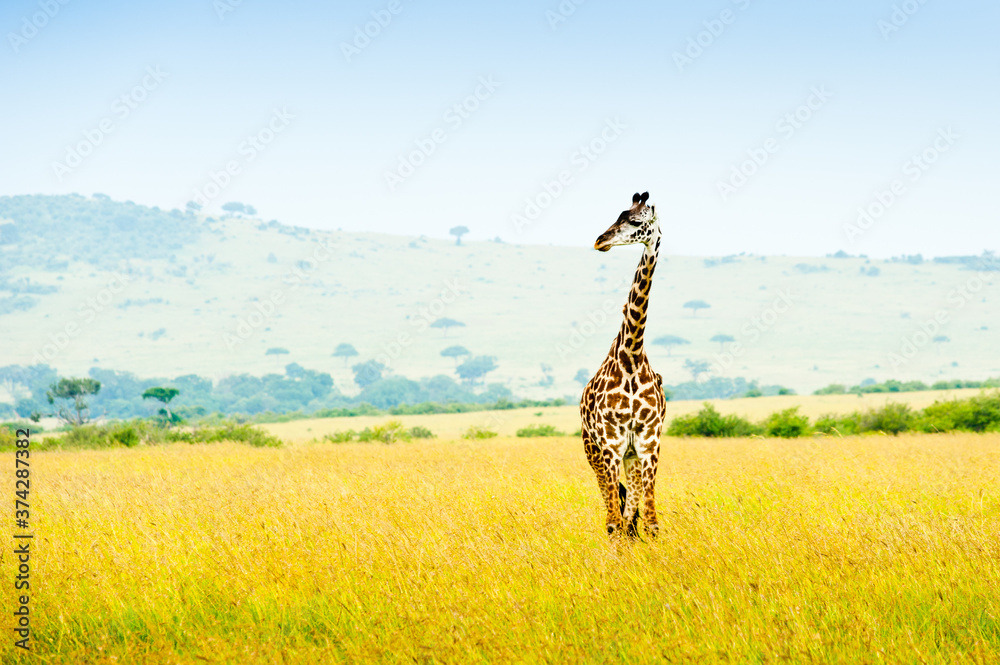 Fototapeta premium A giraffe, Africa, Kenya