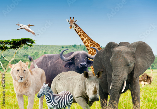 Wild African animals in savanna (collage)
