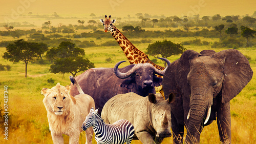 Fototapeta Naklejka Na Ścianę i Meble -  Wild animals of Africa (collage)