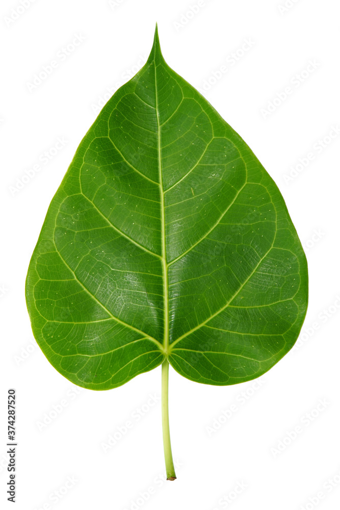 Leaf isolate on white background.
