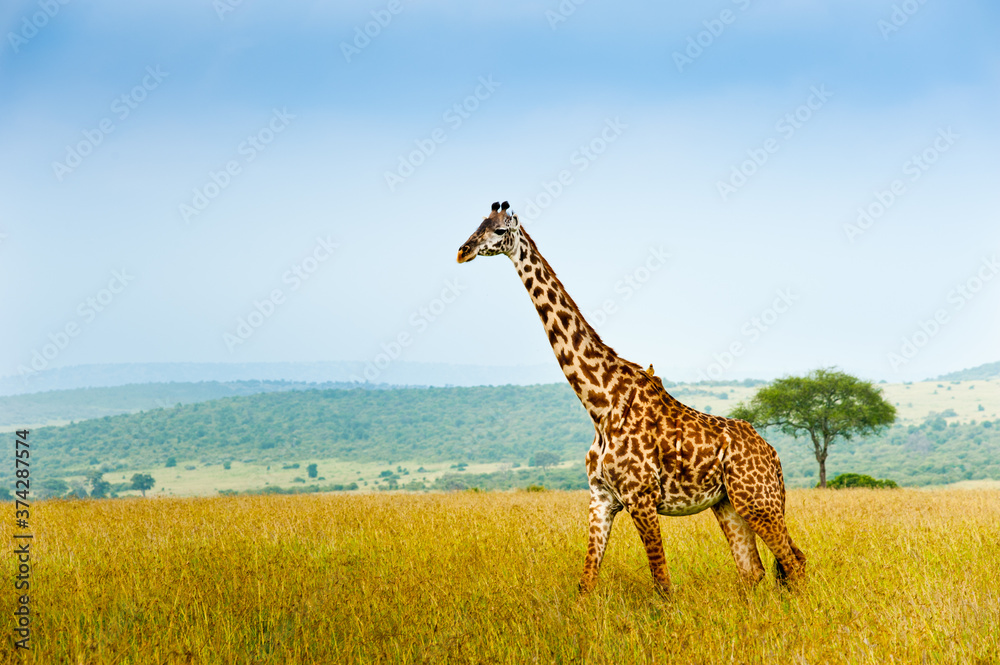Obraz premium Giraffe, Kenya, Africa