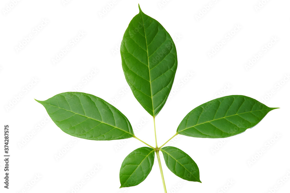 Leaf isolate on white background. Leaf isolate on white background.