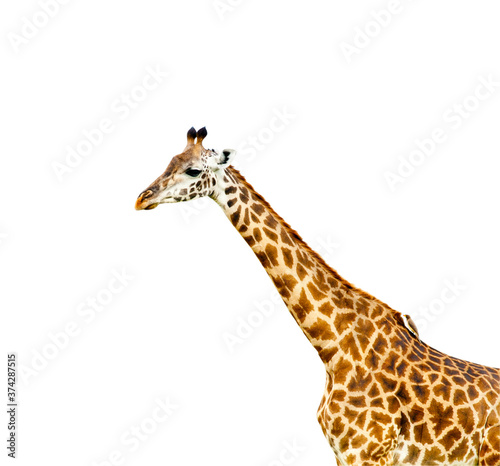 A giraffe, isolated on white background © E.O.