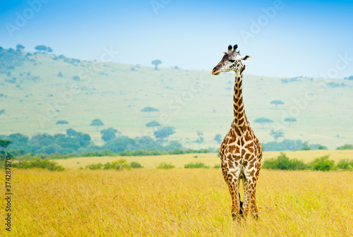 A giraffe in savannah, wild nature, Kenya, Africa