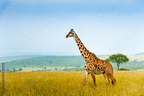 Giraffe  Kenya  Africa