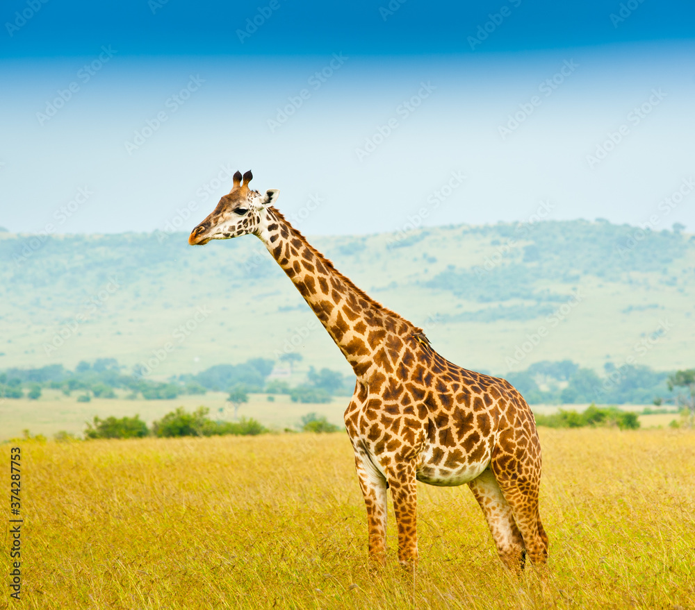 Obraz premium Giraffe in savannah. Wild nature. Kenya. Africa