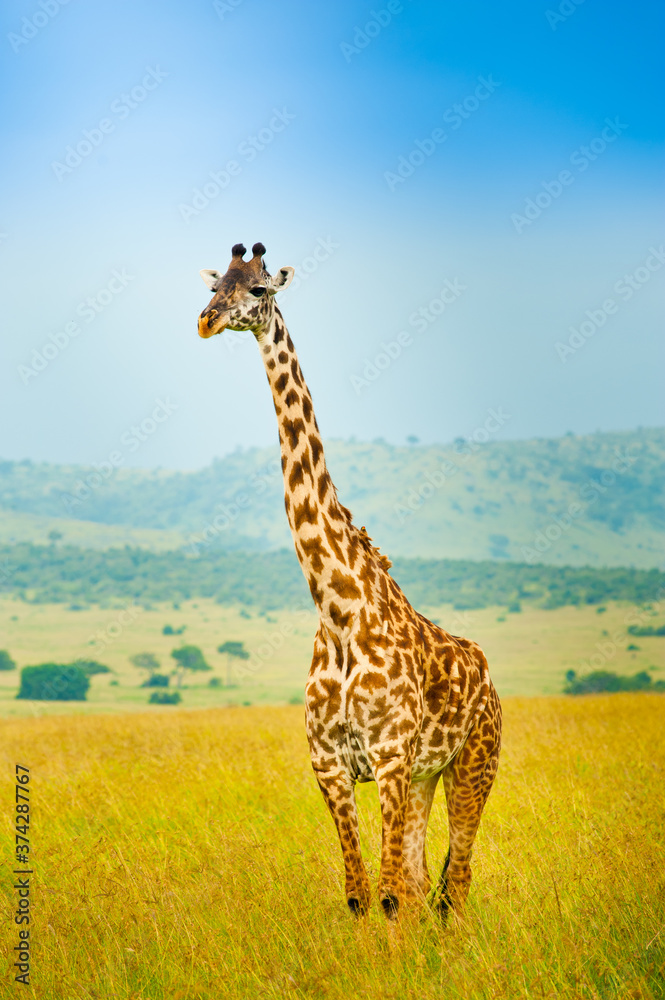 A giraffe in wild nature, Kenya, Africa