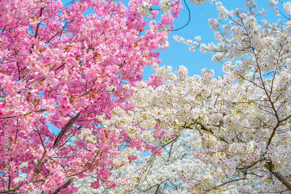 Cherry blossoms in full bloom in Wuhan East Lake Sakura Garden in warm spring