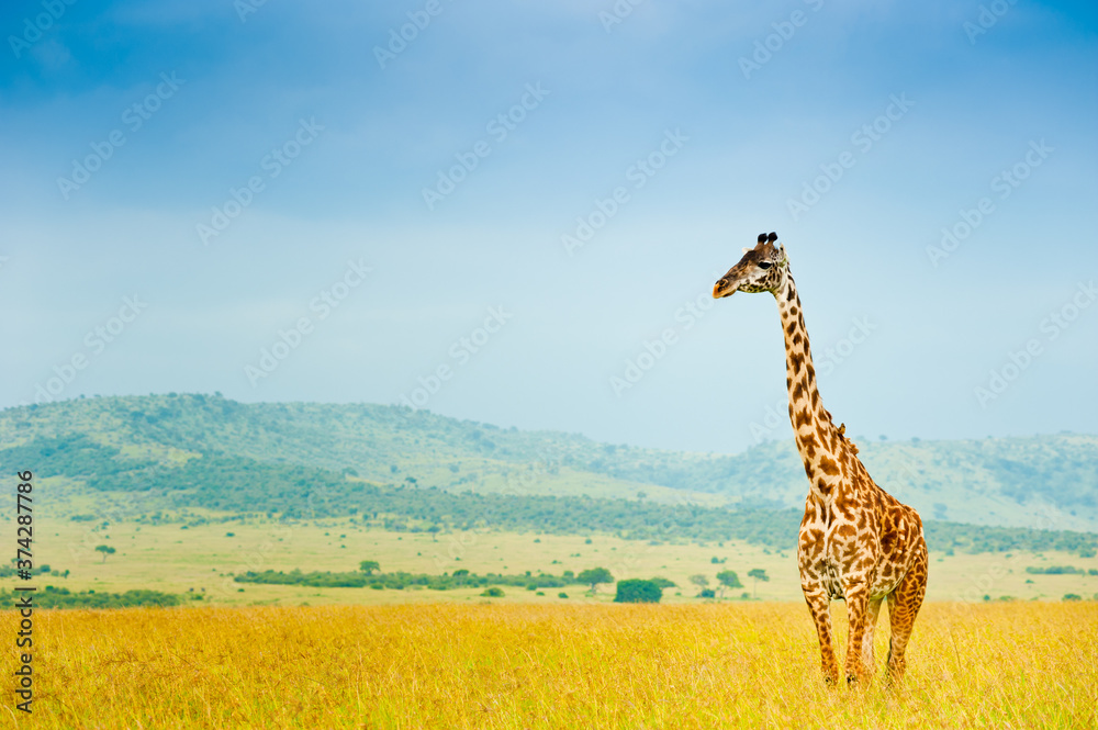 Obraz premium A giraffe in wild nature, Kenya, Africa