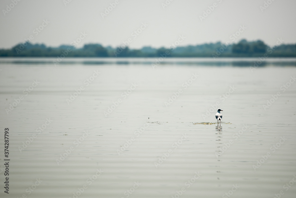 Landscape with waterline and a solitary bird in Danube Delta, Romania, at evening time, summer day Landscape with waterline and a solitary bird in Danube Delta, Romania, at evening time, summer day