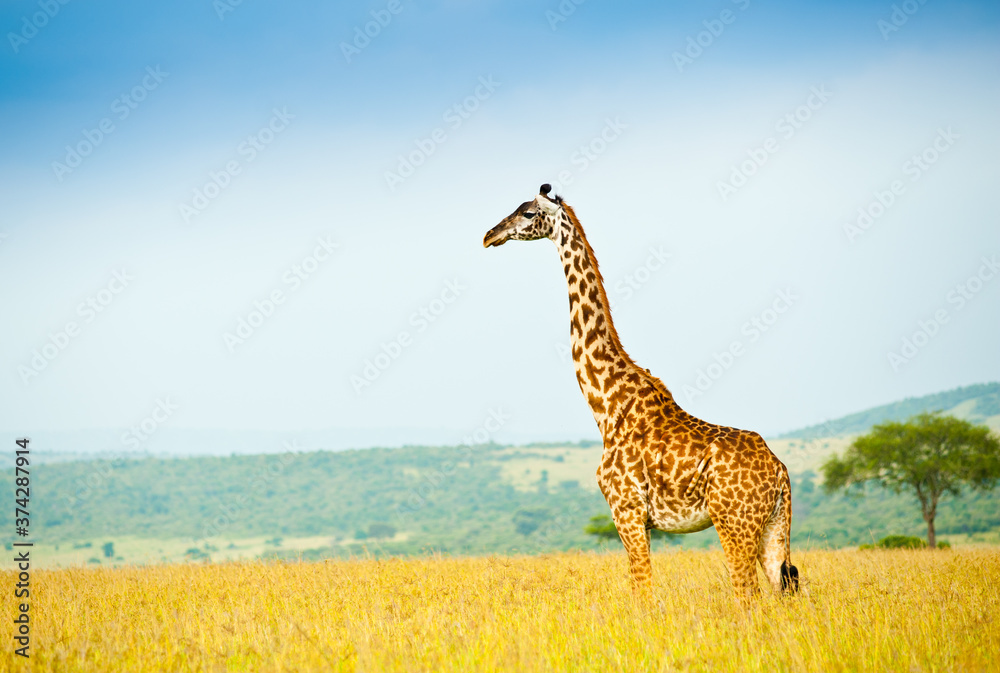 Obraz premium Giraffe in savannah. Wild nature. Kenya. Africa