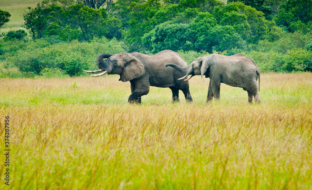 Fototapeta premium Two elephants, Kenya