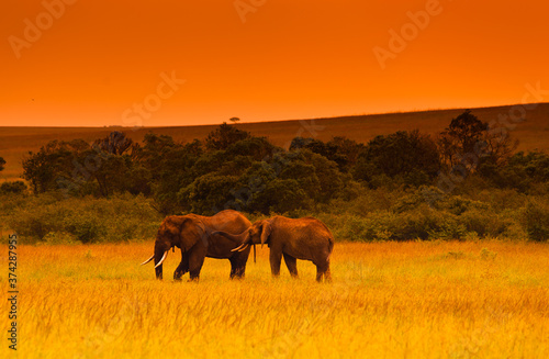 Photography Two elephants at evening in savanna, Kenya, Africa (tone correction)