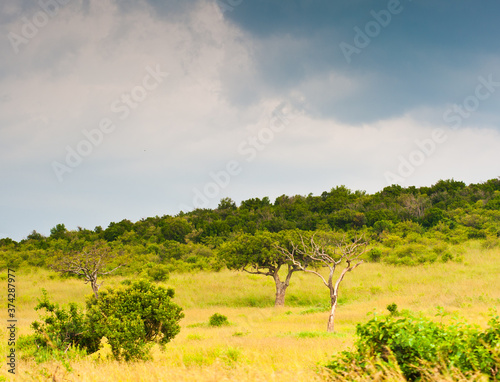 Beautiful savanna landscape. Kenya. Africa