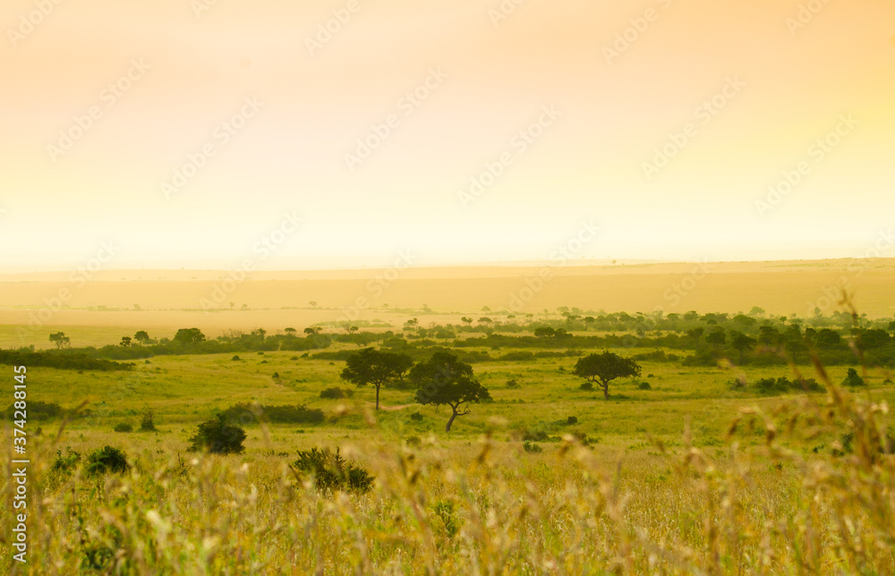 Evening in savanna (landscape), Kenya, Africa