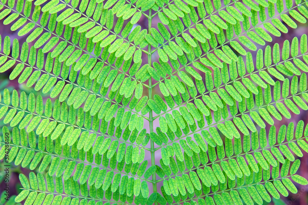 Texture pf green leaf in the tropical garden. Texture pf green leaf in the tropical garden.